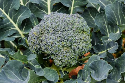 Detail Broccoli Pictures Nomer 28