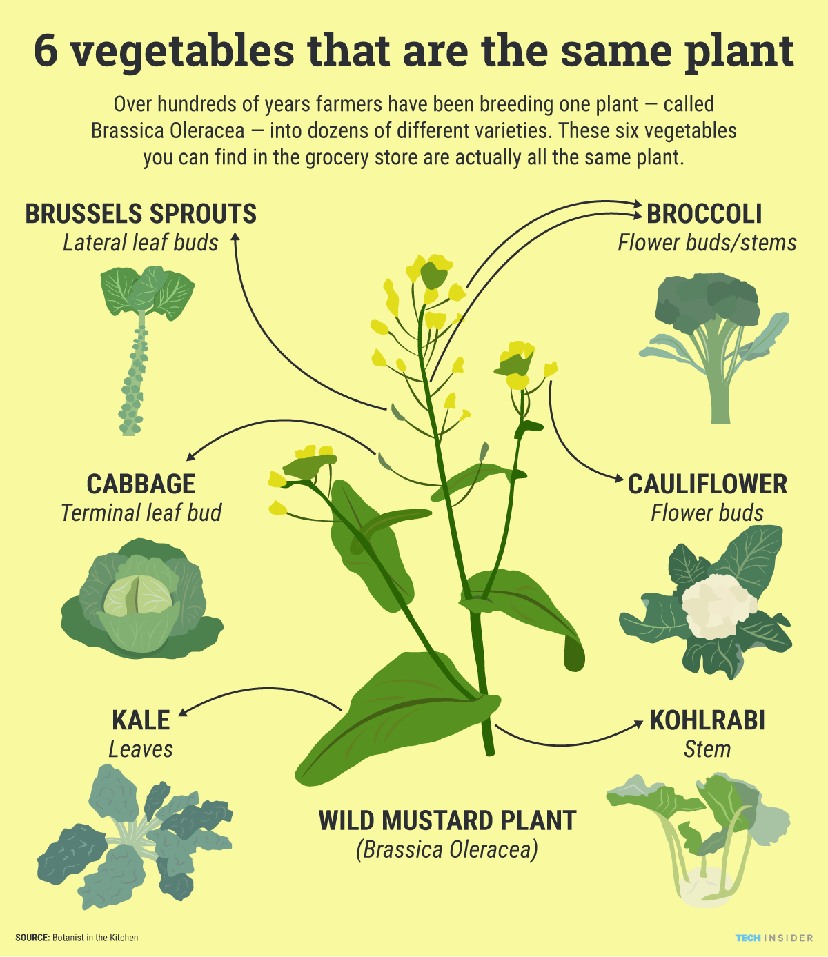 Detail Broccoli Plant Image Nomer 13