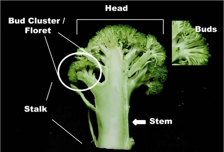 Detail Broccoli Plant Image Nomer 16
