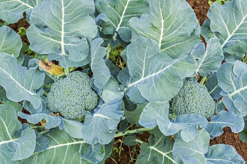 Detail Broccoli Plant Image Nomer 25