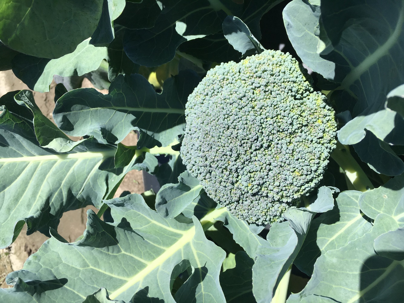 Detail Broccoli Plant Image Nomer 38