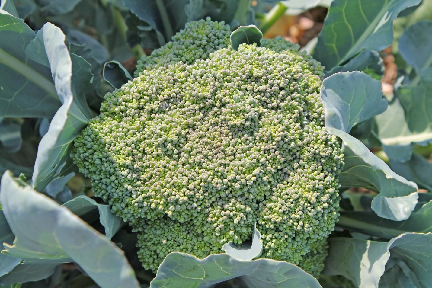 Detail Broccoli Plant Image Nomer 43