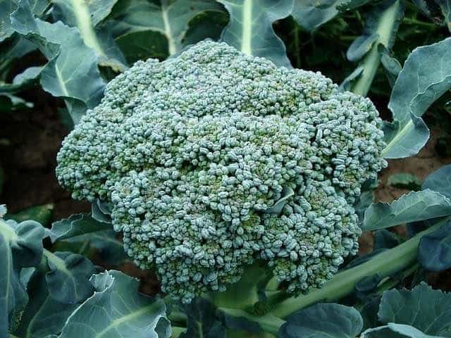 Detail Broccoli Plant Image Nomer 46