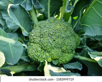 Detail Broccoli Plant Image Nomer 51