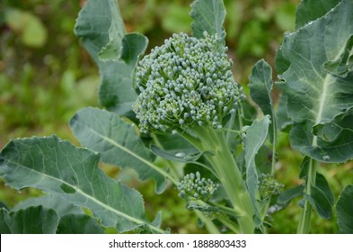 Detail Broccoli Plant Image Nomer 54