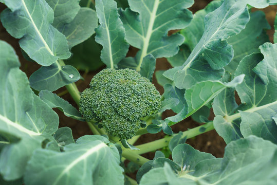 Detail Broccoli Plant Images Nomer 15