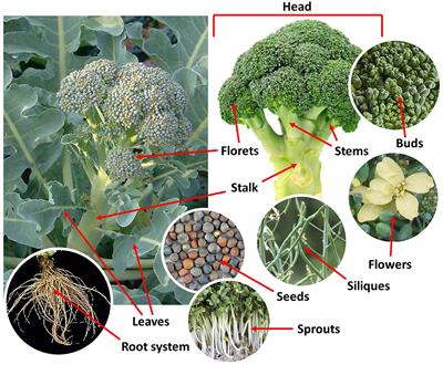 Detail Broccoli Plant Images Nomer 20