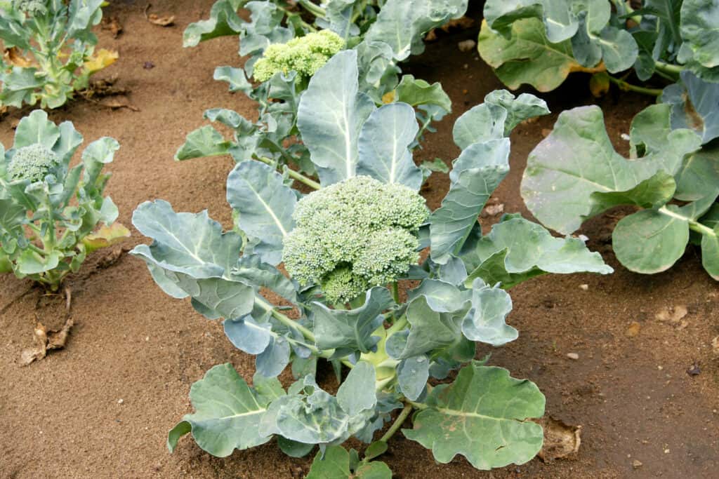 Detail Broccoli Plant Images Nomer 24