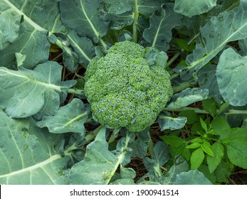 Detail Broccoli Plant Images Nomer 27