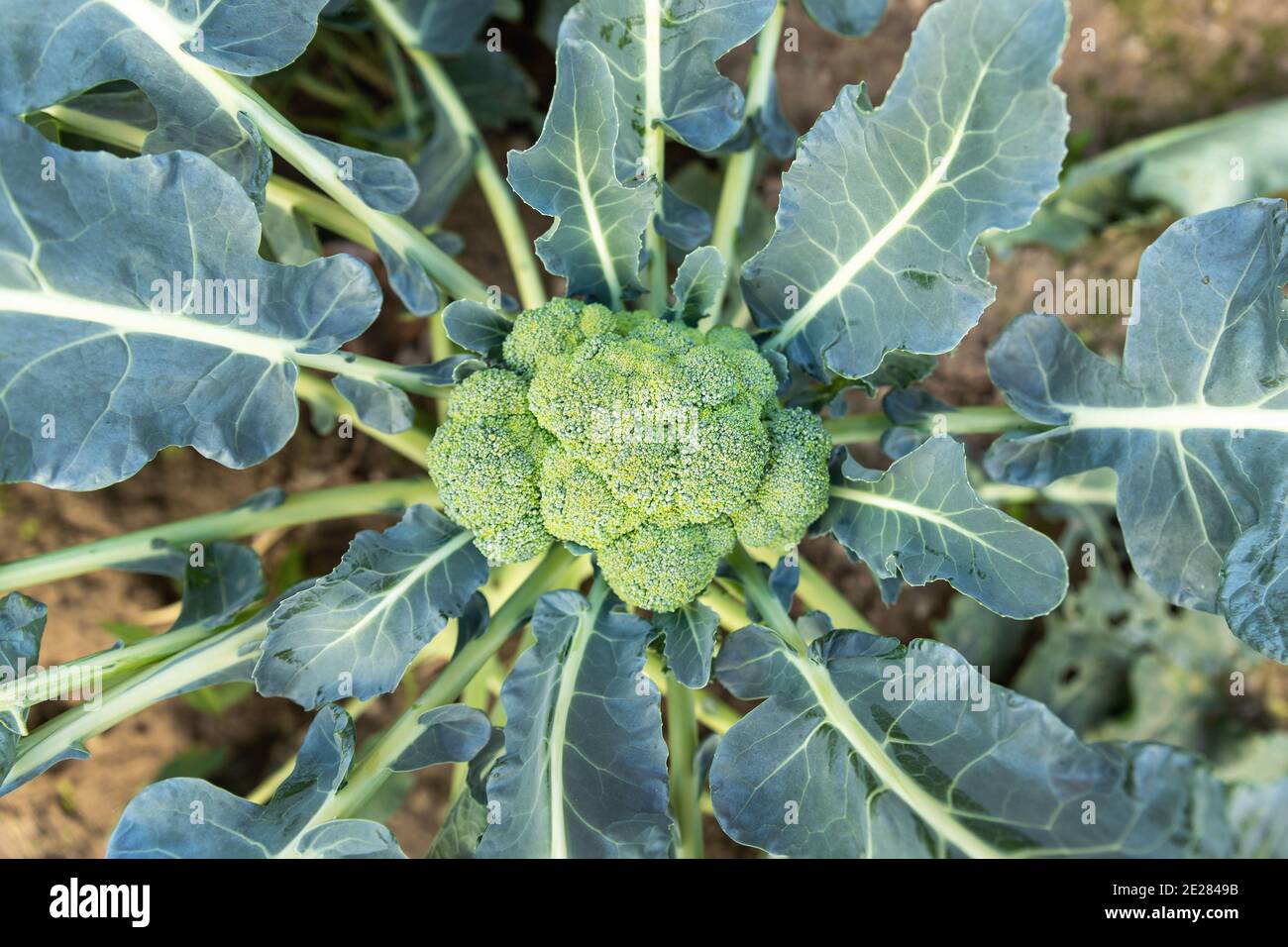 Detail Broccoli Plant Images Nomer 38