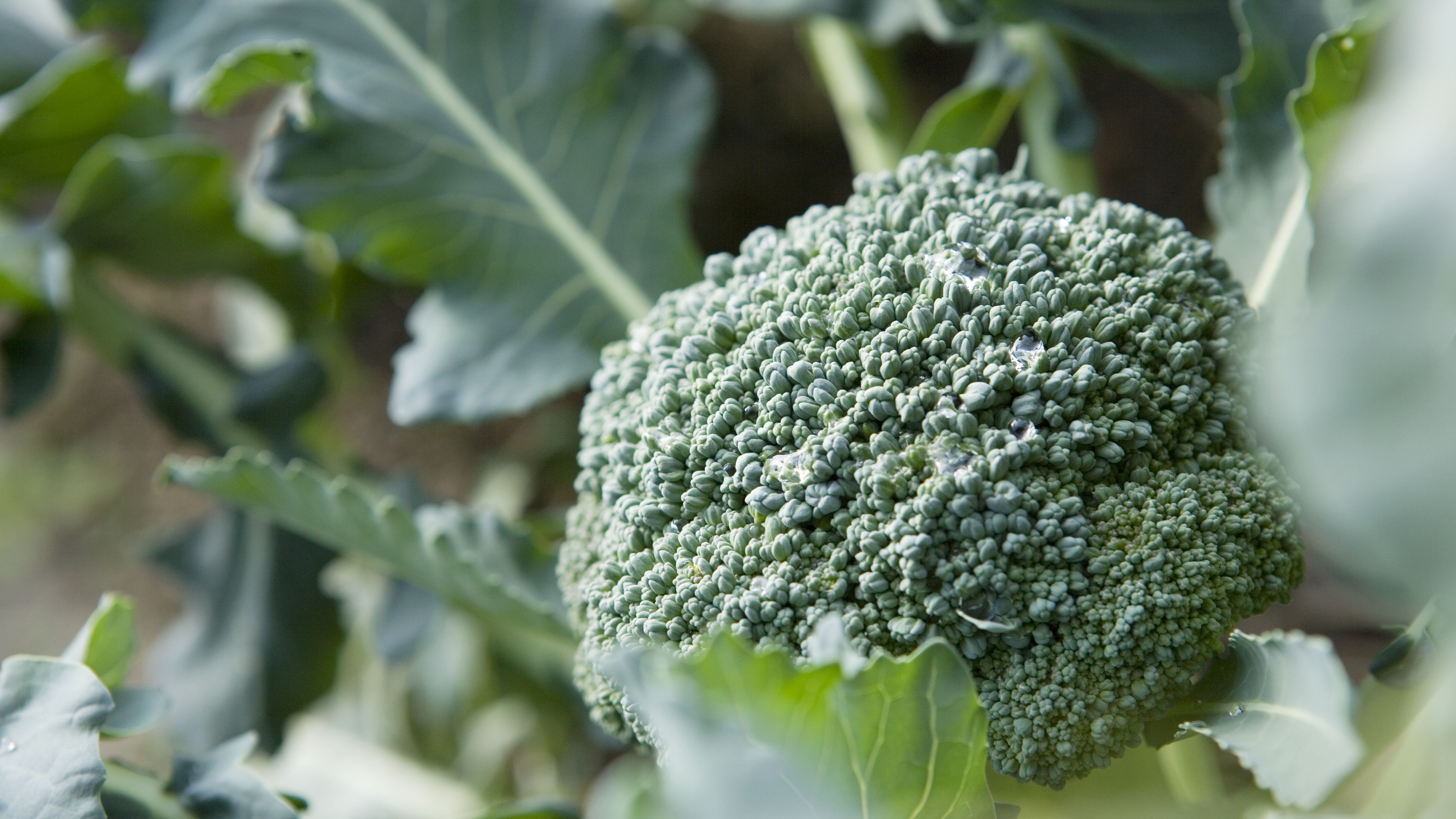 Detail Broccoli Plant Images Nomer 42