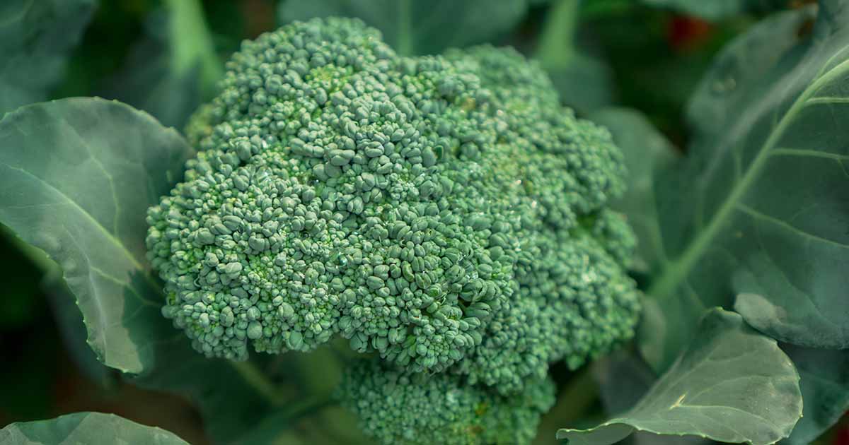 Detail Broccoli Plant Images Nomer 52