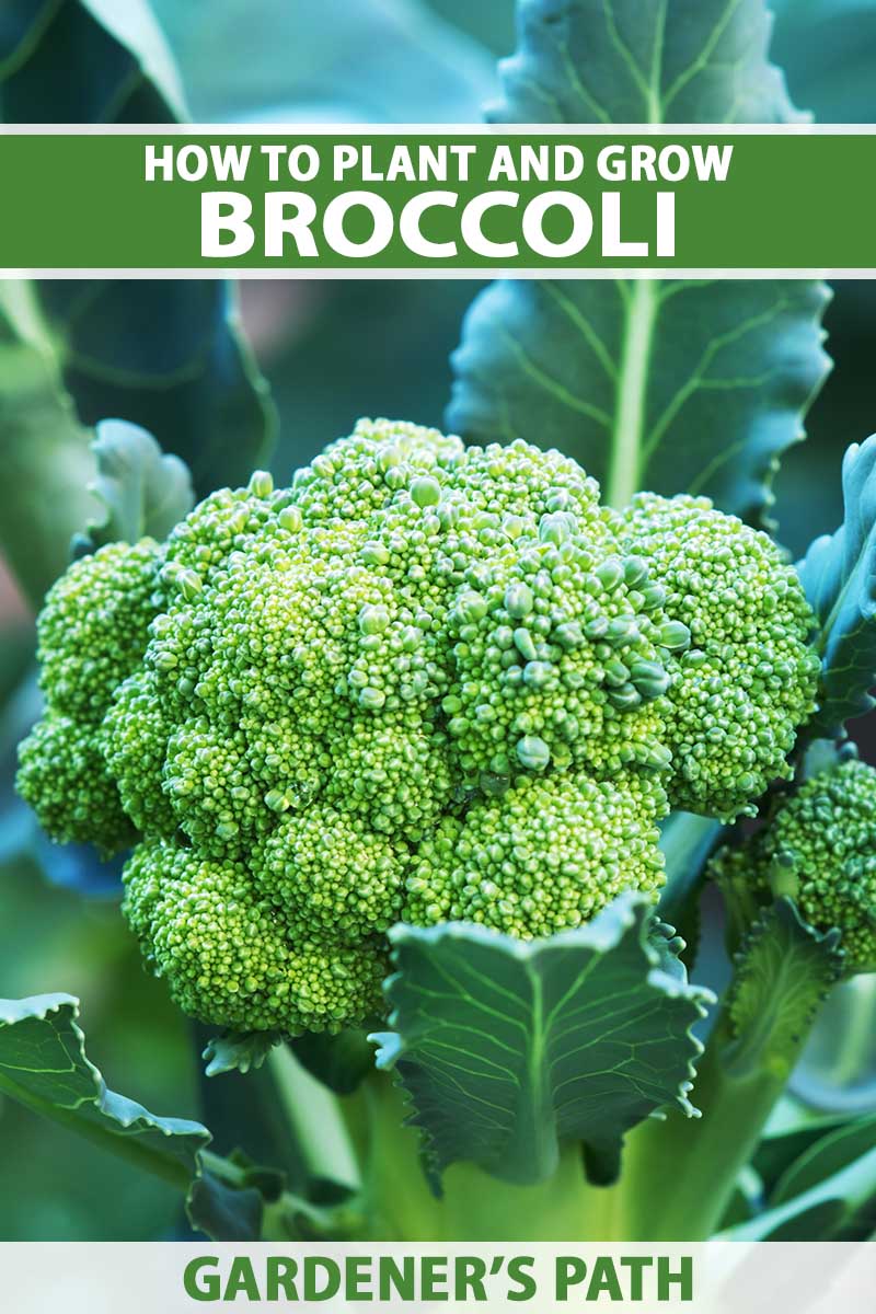 Detail Broccoli Plant Images Nomer 9