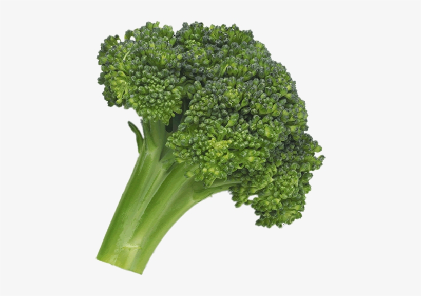 Detail Broccoli Png Nomer 35