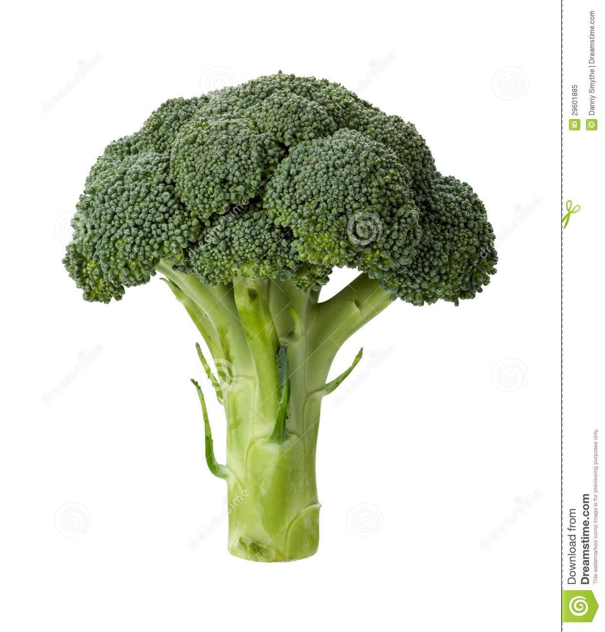 Detail Broccoli Transparent Nomer 13
