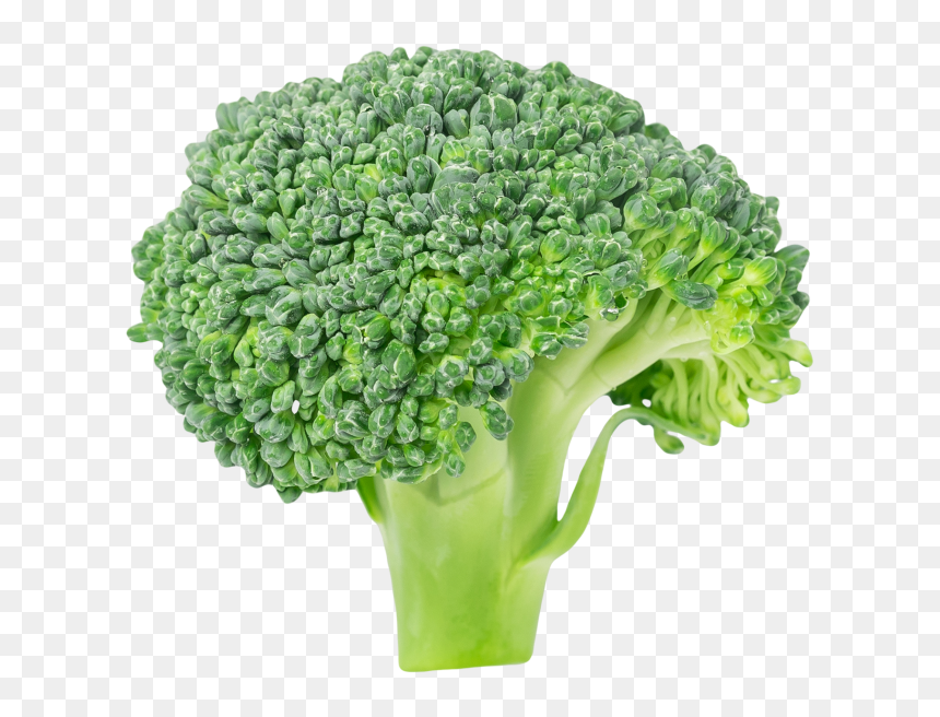 Detail Broccoli Transparent Nomer 21
