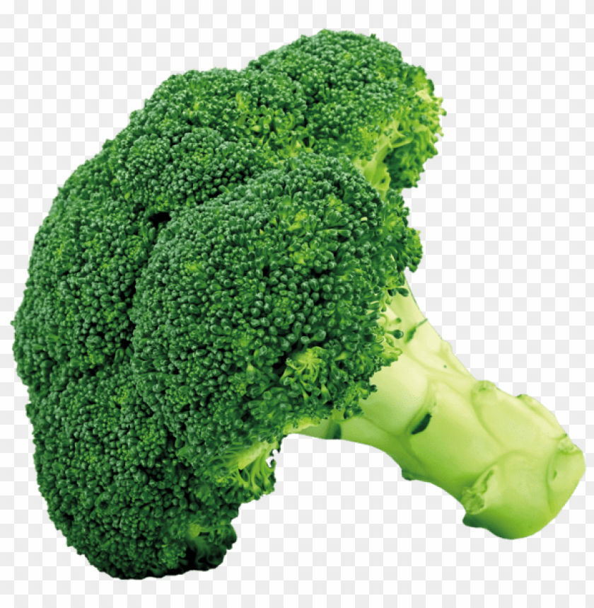 Detail Broccoli Transparent Nomer 2