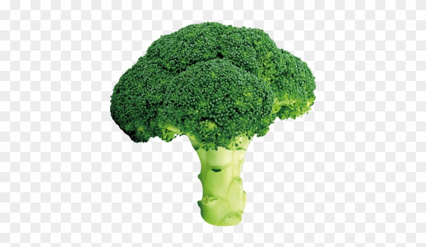 Detail Broccoli Transparent Nomer 30