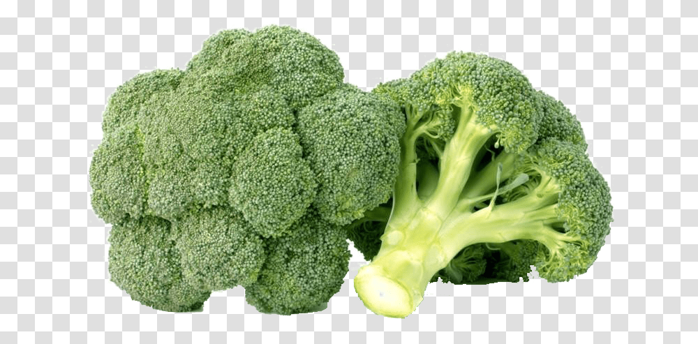 Detail Broccoli Transparent Nomer 32