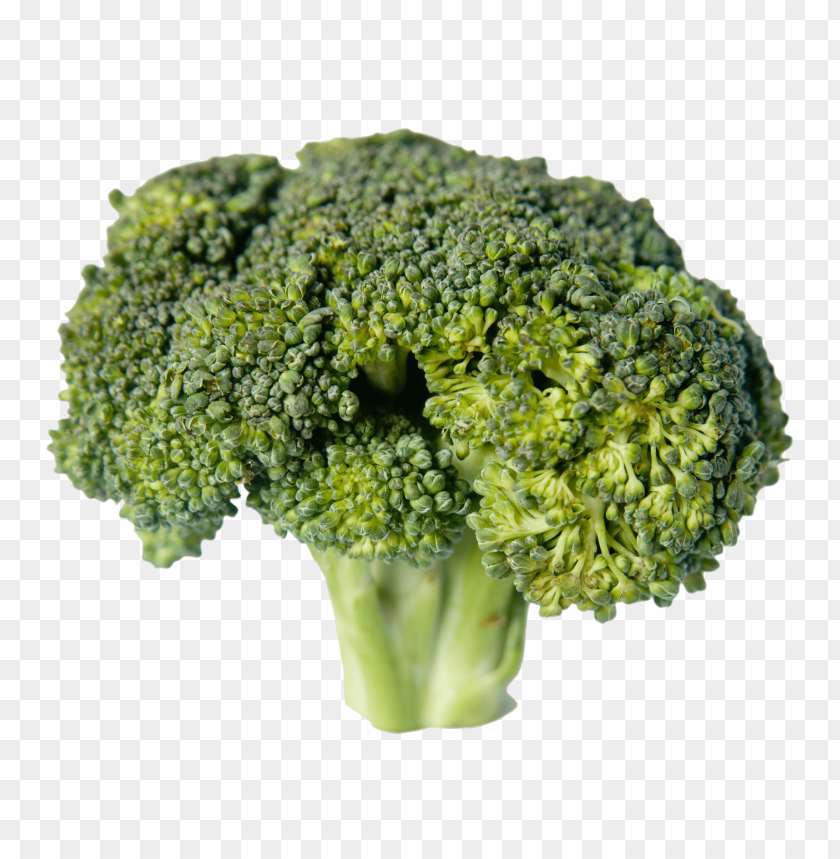 Detail Broccoli Transparent Nomer 41