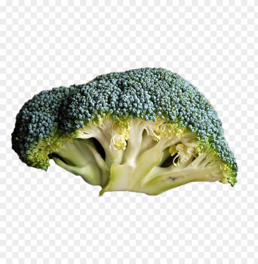 Detail Broccoli Transparent Nomer 43
