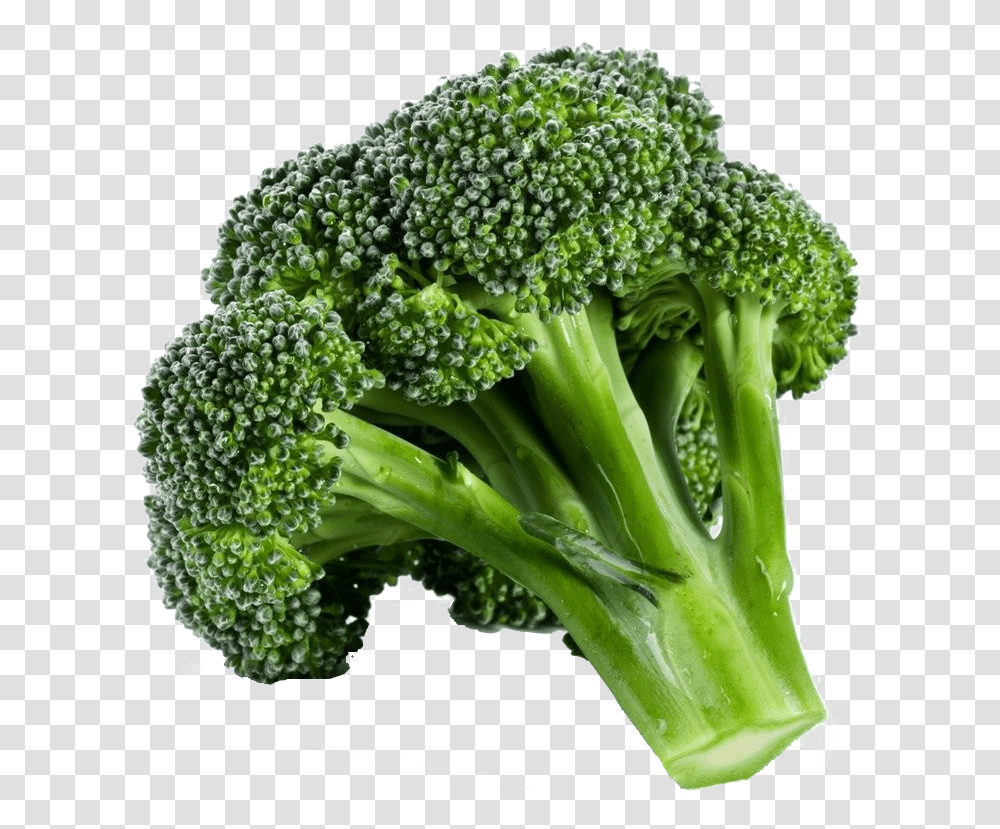 Detail Broccoli Transparent Nomer 8