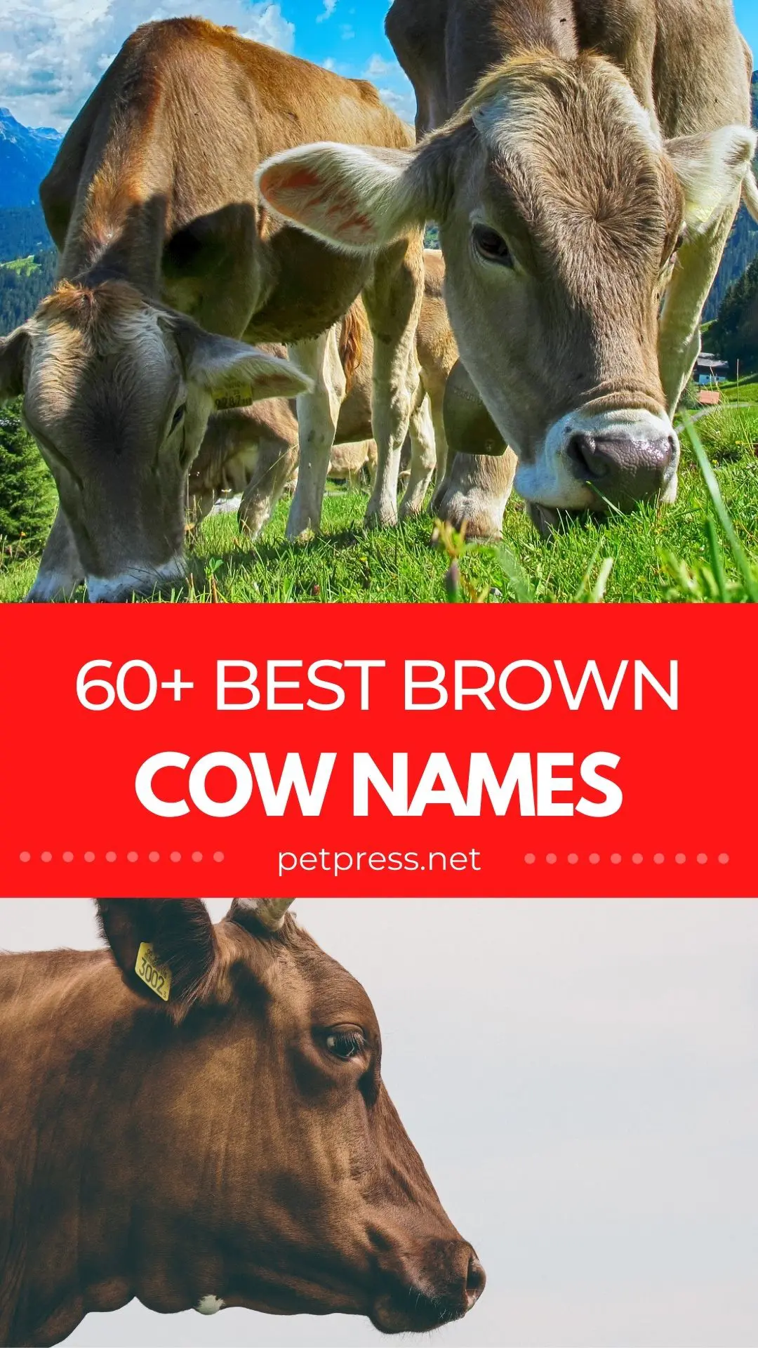 Detail Brown Cow Image Nomer 46