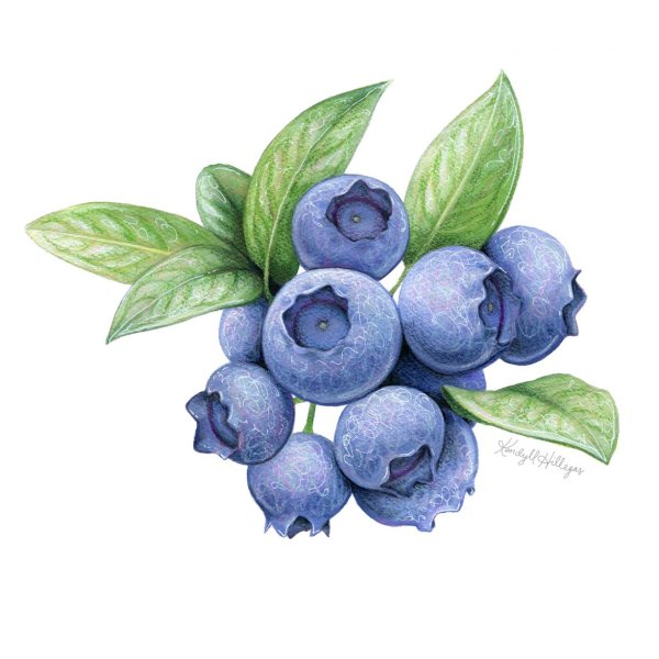 Detail Blaubeeren Zeichnen Nomer 17