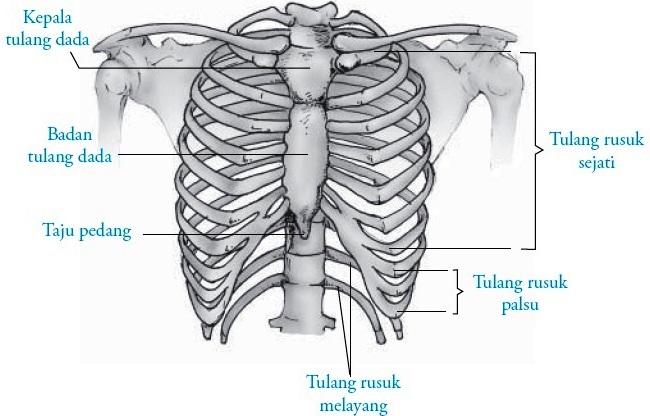 Detail Foto Tulang Rusuk Nomer 21