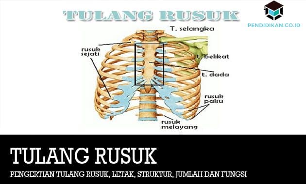 Detail Foto Tulang Rusuk Nomer 50