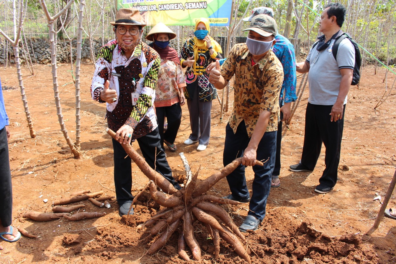 Detail Foto Ubi Kayu Nomer 45