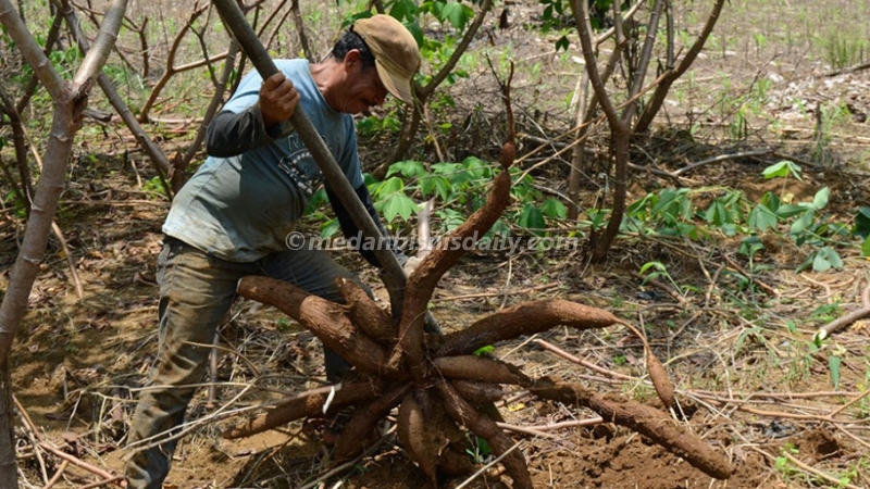 Detail Foto Ubi Kayu Nomer 51