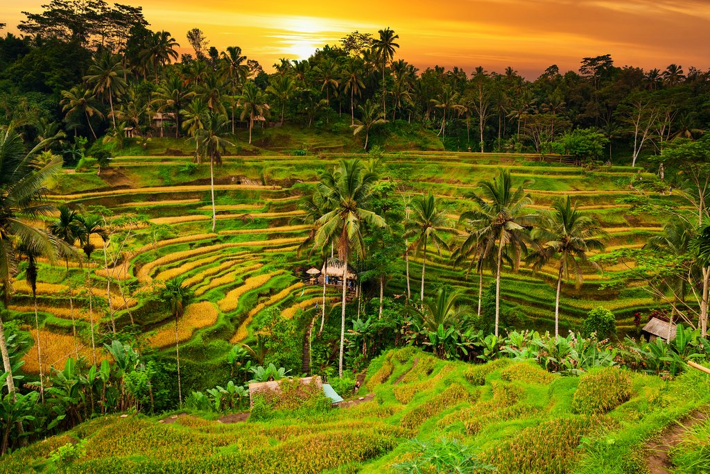 Detail Foto Ubud Bali Nomer 3