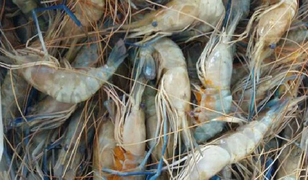 Detail Foto Udang Galah Nomer 28