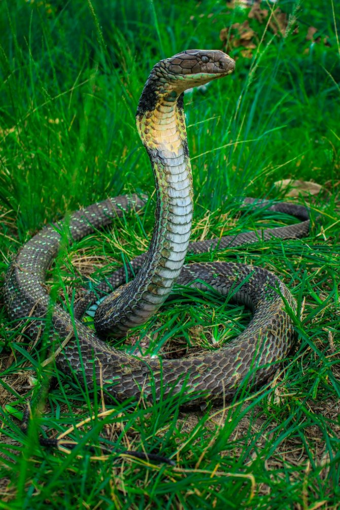 Foto Ular King Cobra - KibrisPDR