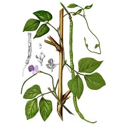 Detail Bohnenpflanze Clipart Nomer 2
