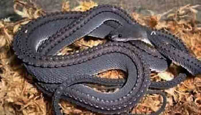 Foto Ular Naga - KibrisPDR