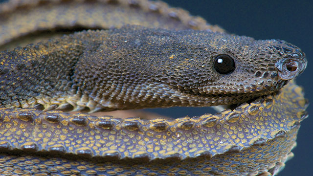 Detail Foto Ular Naga Nomer 2