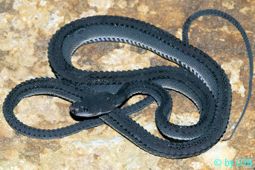 Detail Foto Ular Naga Nomer 12