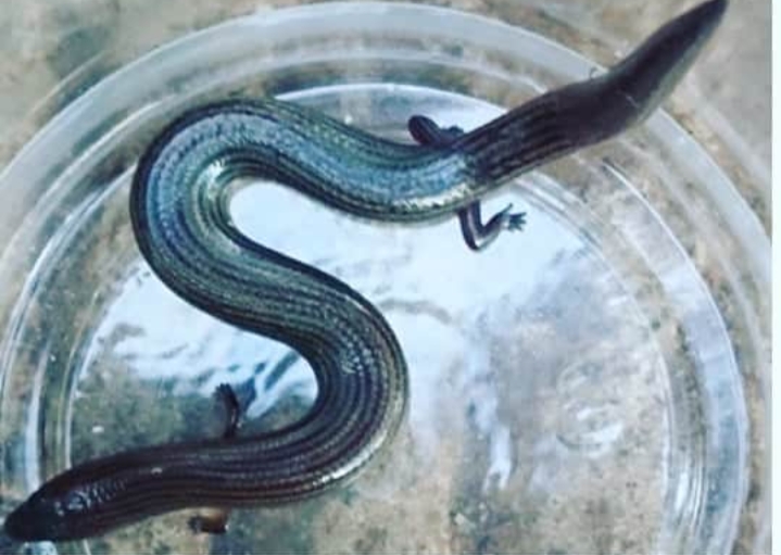 Detail Foto Ular Naga Nomer 18