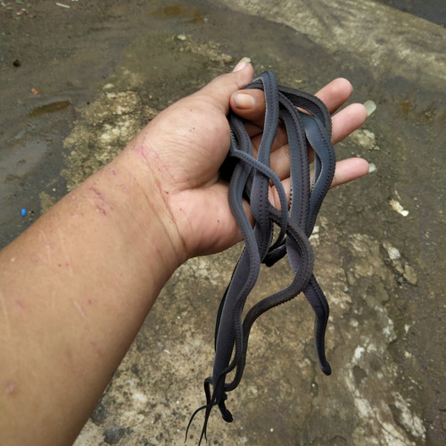 Detail Foto Ular Naga Nomer 19