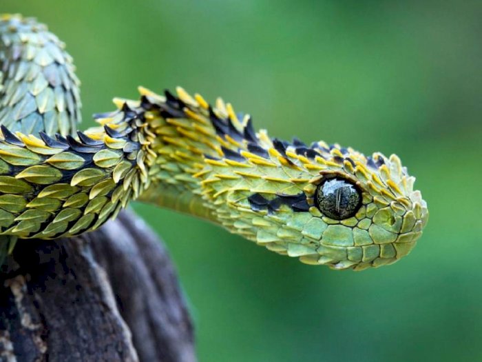Detail Foto Ular Naga Nomer 22
