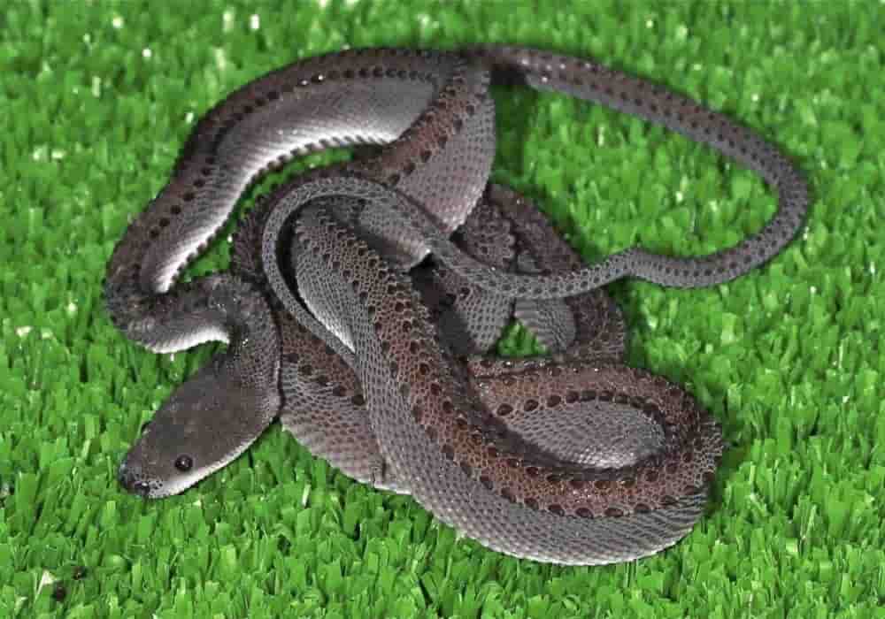 Detail Foto Ular Naga Nomer 24