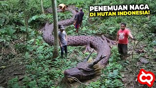 Detail Foto Ular Naga Nomer 25