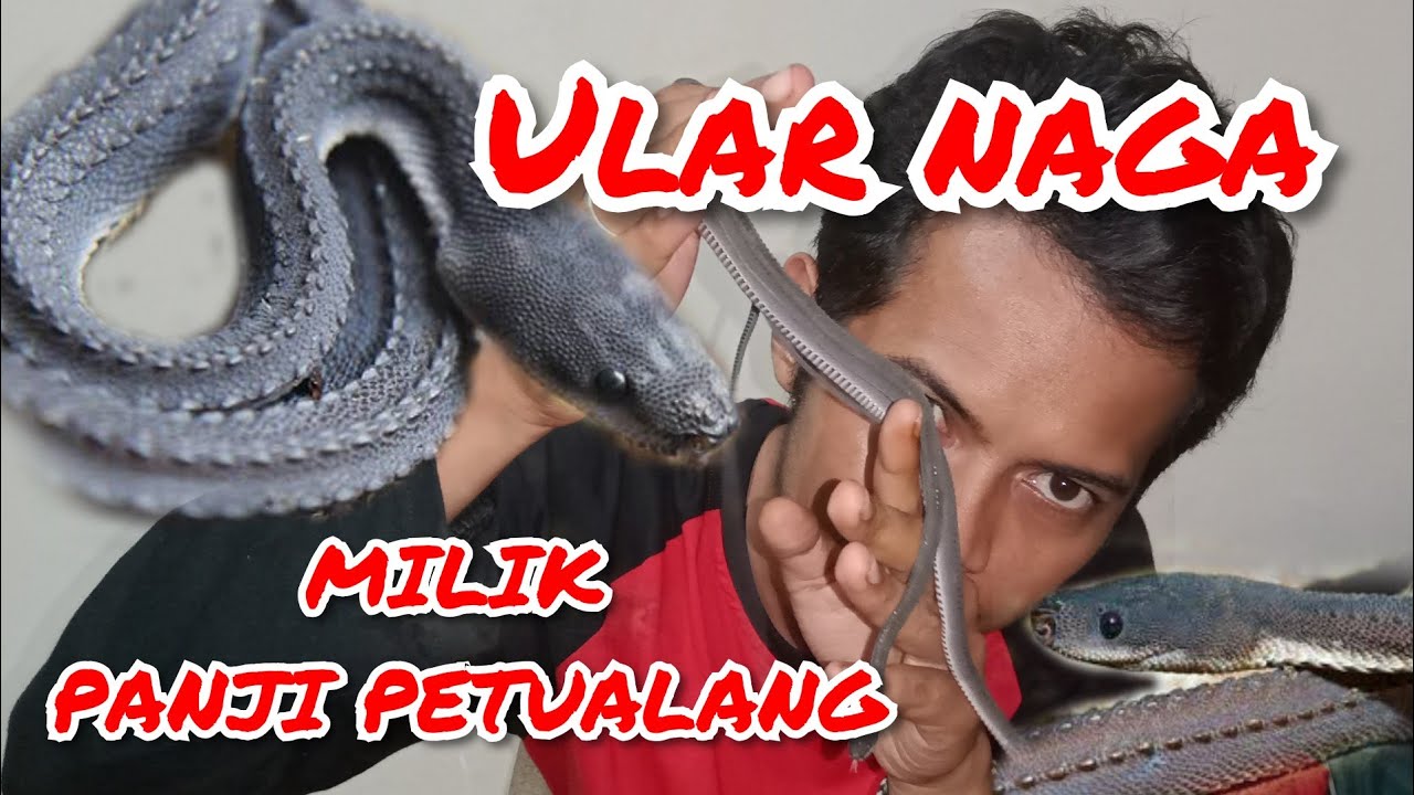 Detail Foto Ular Naga Nomer 27