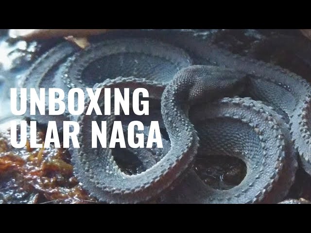 Detail Foto Ular Naga Nomer 28