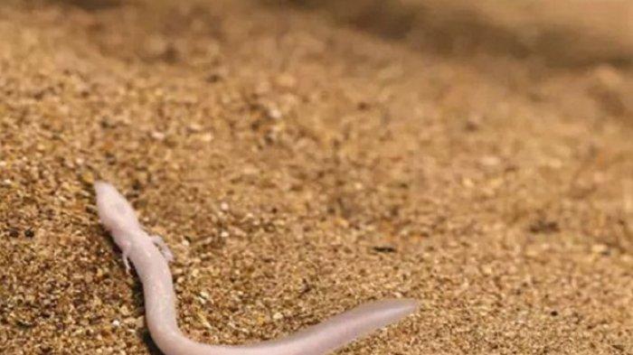 Detail Foto Ular Naga Nomer 33