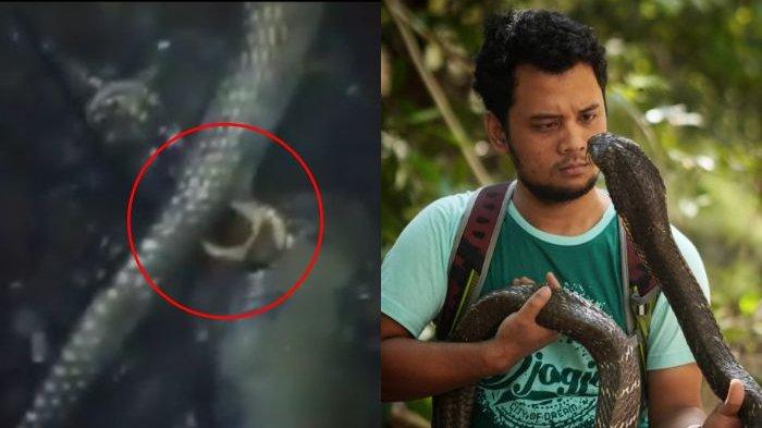 Detail Foto Ular Naga Nomer 34