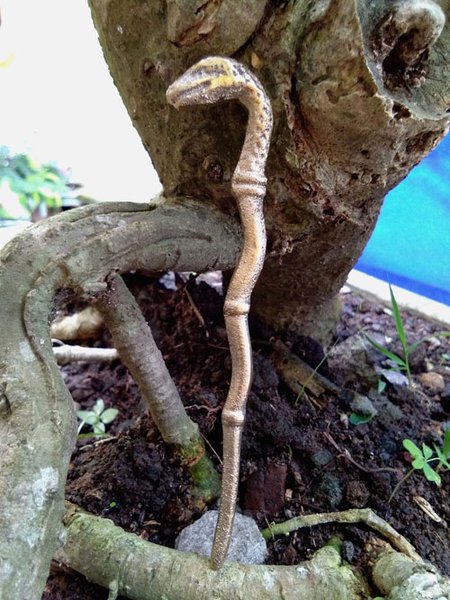 Detail Foto Ular Naga Nomer 44