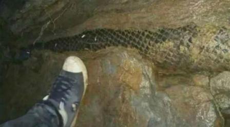 Detail Foto Ular Naga Nomer 47
